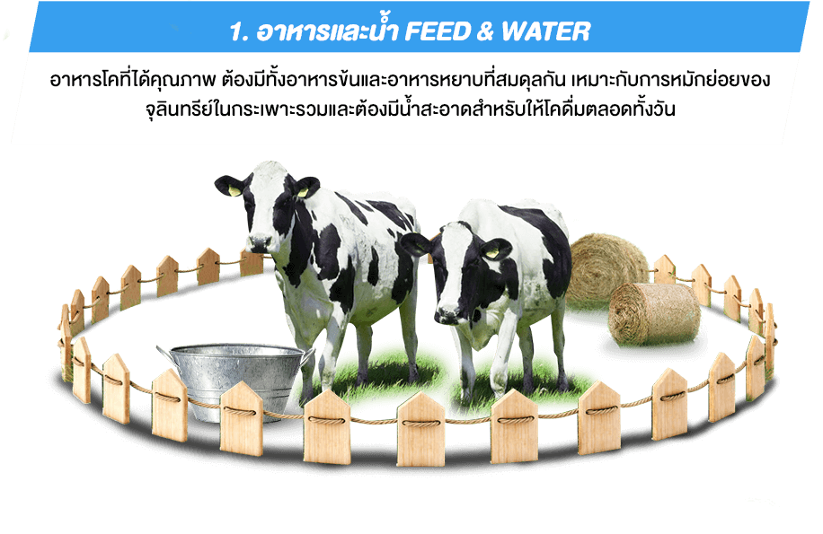 1. อาหารและน้ำ Feed & Water อาหารโคที่ได้คุณภาพ ต้องมีทั้งข้นและอาหารหยาบที่มีสมดุลกัน เหมาะกับการหมักย่อยของ จุลินทรีย์ในกระเพาะรวมและต้องมีน้ำสะอาดสำหรับให้โคดื่มตลอดทั้งวัน