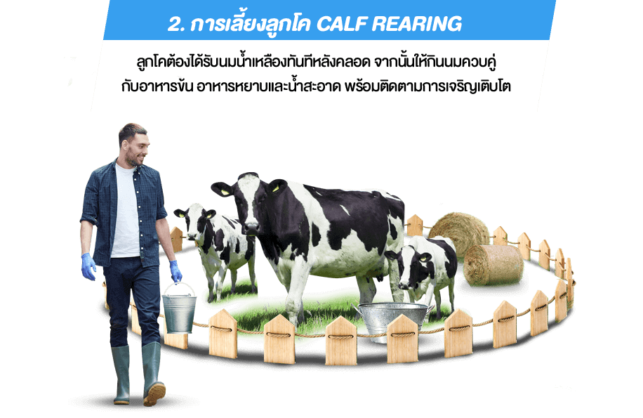 2. การเลี้ยงลูกโค Calf Rearing ลูกโคต้องได้รับนมน้ำเหลืองทันทีหลังคลอด จากนั้นให้กินนมควบคู่ กับอาหารข้น อาหารหยาบและน้ำสะอาด พร้อมติดตามการเจริญเติบโต