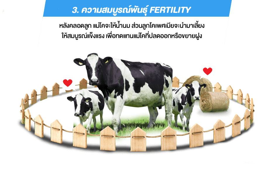 3. ความสมบูรณ์พันธ์ุ Fertility หลังคลอดลูก แม่โคจะให้น้ำนม ส่วนลูกโคเพศเมียจะนำมาเลี้ยง ให้สมบูรณ์แข็งแรง เพื่อทดแทนแม่โคที่ปลดออกหรือขยายฝูง