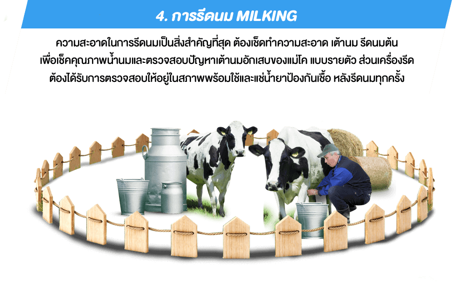 4. การรีดนม Milking ความสะอาดในการรีดนมเป็นสิ่งสำคัญที่สุด ต้องเช็ดทำความสะอาด เต้านม รีดนมต้น เพื่อเช็คคุณภาพน้ำนมและตรวจสอบปัญหาเต้านมอักเสบของแม่โค แบบรายตัว ส่วนเครื่องรีด ต้องได้รับการตรวจสอบให้อยู่ในสภาพพร้อมใช้และแช่น้ำยาป้องกันเชื้อ หลังรีดนมทุกครั้ง