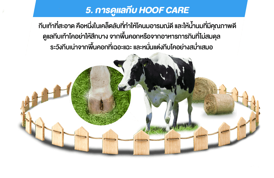 5. การดูแลกีบ Hoof Care กีบเท้าที่สะอาด คือหนึ่งในเคล็ดลับที่ทำให้โคนมอารมณ์ดี และให้น้ำนมที่มีคุณภาพดี ดูแลกีบเท้าโคอย่าให้สึกบาง จากพื้นคอกหรือจากอาหารการกินที่ไม่สมดุล ระวังกีบเน่าจากพื้นคอกที่เฉอะแฉะ และหมั่นแต่งกีบโคอย่างสม่ำเสมอ