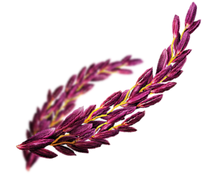 riceberry