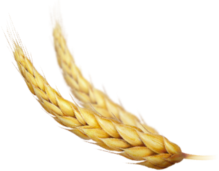 brown rice - grains