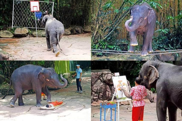 ใกล้ชิดสัตว์น้อยใหญ่ เรียนรู้และผจญภัยในซาฟารีเวิลด์