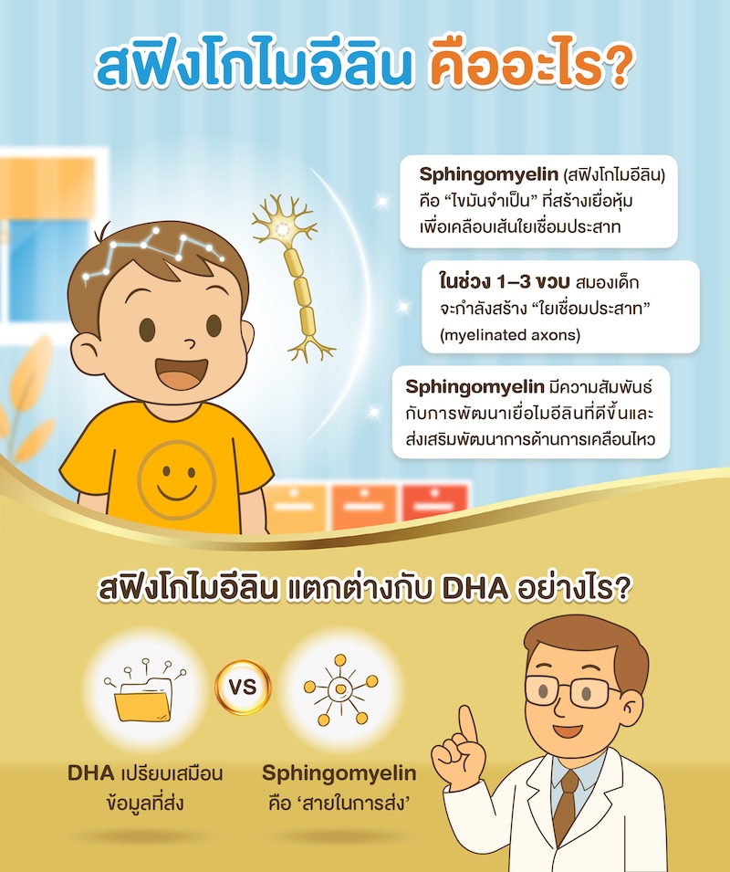 สฟืงโกไมอิลีน คืออะไร