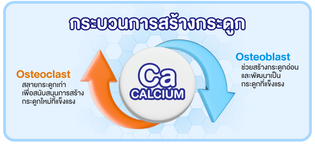 กระบวนการสร้างกระดูก