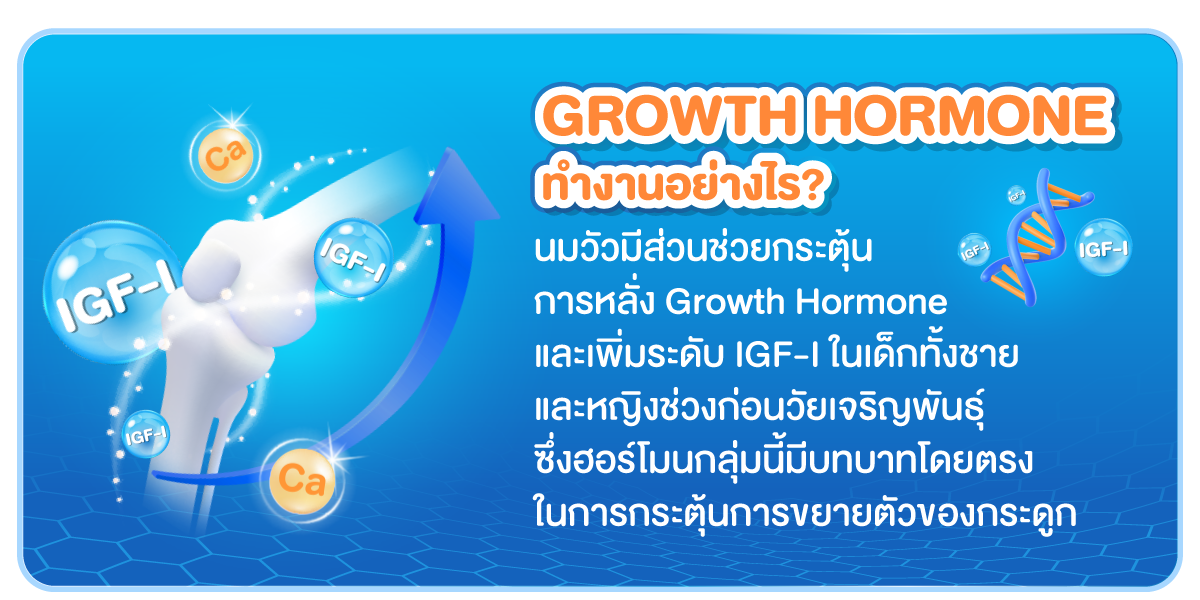 Growth Hormone ทำงานอย่างไร