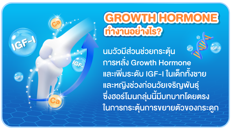 Growth Hormone ทำงานอย่างไร