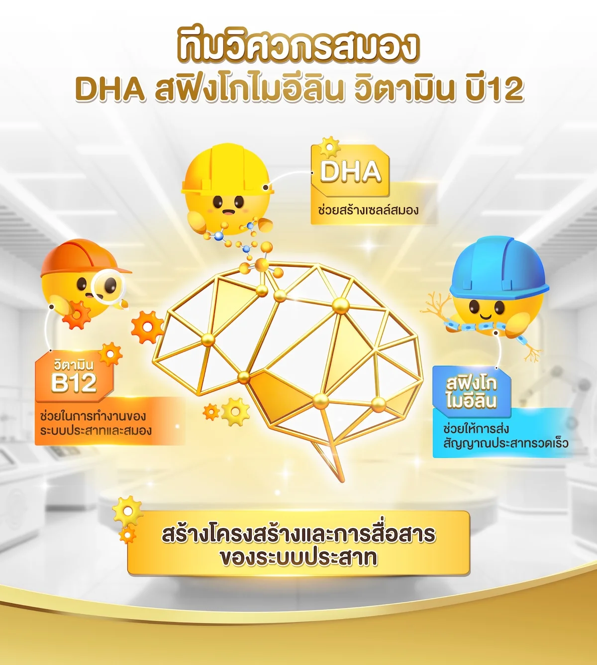 ทีมวิศวกรสมอง DHA สฟิงโกไมอิลิน วิตามิน บี12